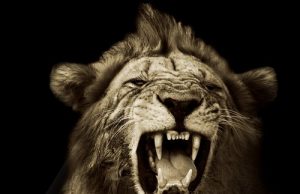 VIND: Sound Blaster Roar streaming-højttaler