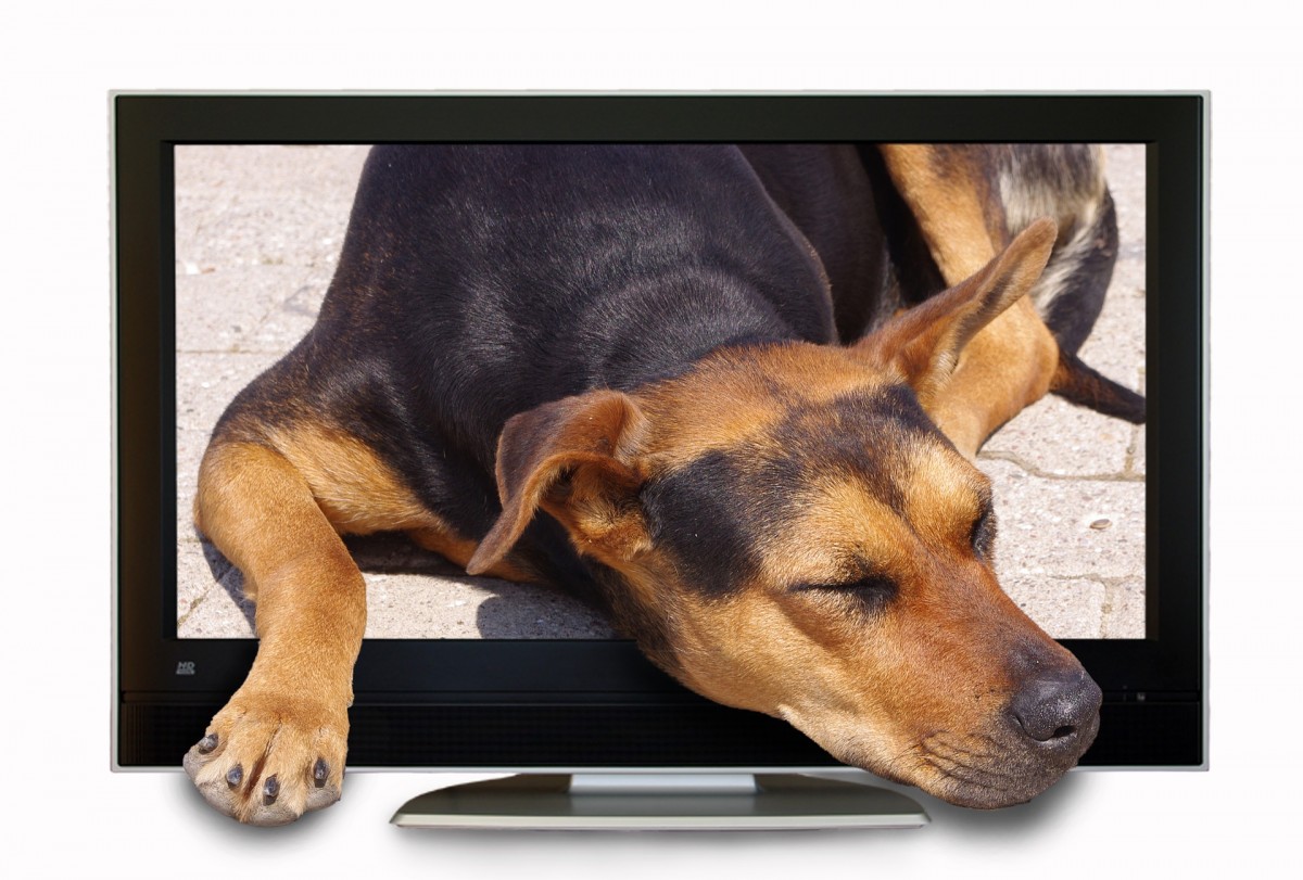 TV-kanal til hunde snart i Danmark (foto: Pixabay)